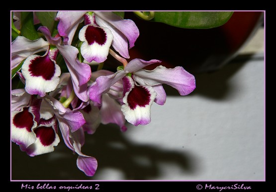 Foto 1/Mi bellas orquideas