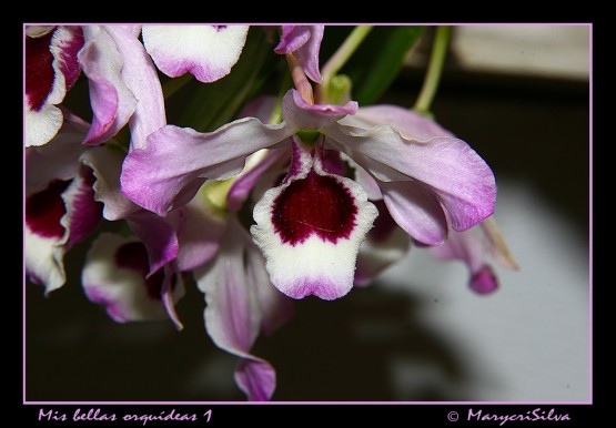 Foto 2/Mi bellas orquideas