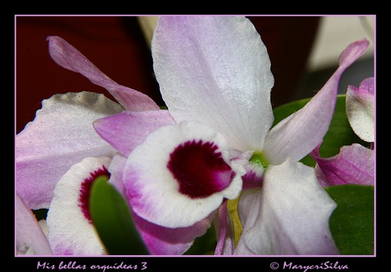 Foto 3/Mi bellas orquideas