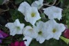 flores de primavera en tupungato - mendoza