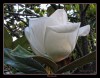 Las magnolias del Paseo
