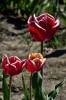 Tulipanes de Treveln