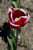 Tulipanes de Treveln