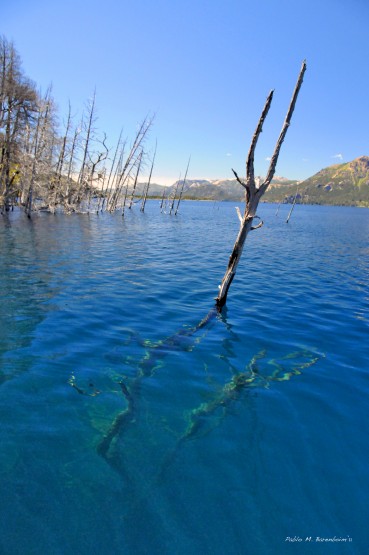 Foto 5/Bosque hundido Lago Traful
