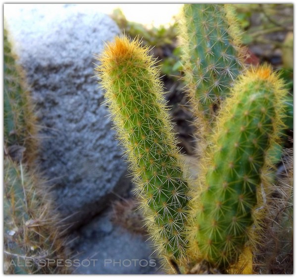 Foto 3/Cactus y suculentas