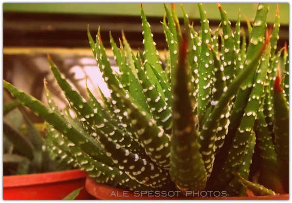 Foto 5/Cactus y suculentas