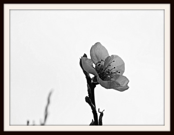 Foto 1/flores de otoo