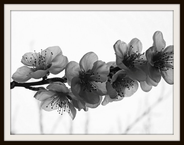 Foto 3/flores de otoo