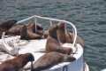 lobos marinos