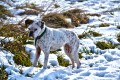 El perro y la nieve