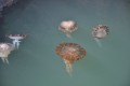 medusas del oceano pacifico