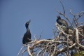 cormoranes