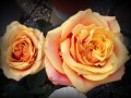 `Rosas`