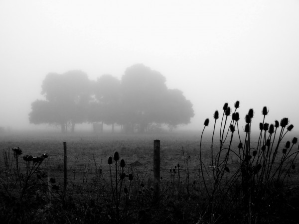 Foto 2/de la niebla y la maana
