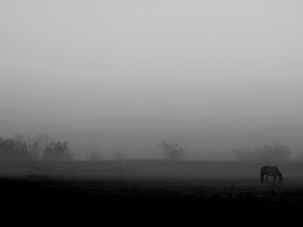 Foto 4/de la niebla y la maana