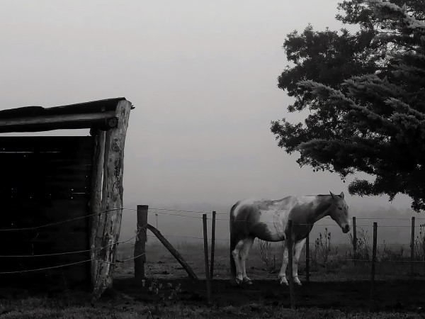 Foto 5/de la niebla y la maana