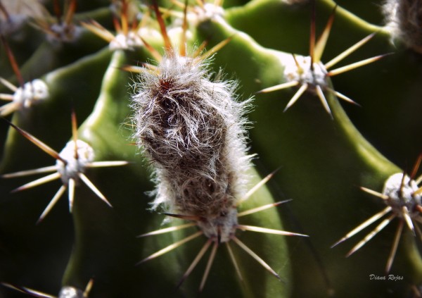Foto 1/Mis cactus: a full