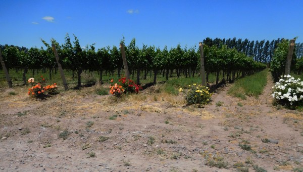 Foto 1/La ruta del vino