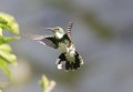 el vuelo del colibri