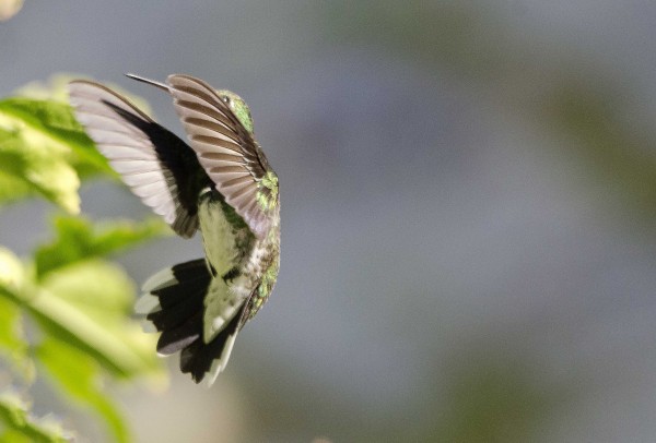 Foto 2/el vuelo del colibri