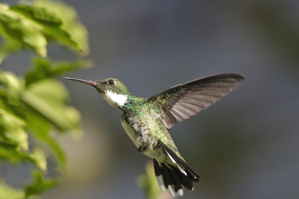 Foto 4/el vuelo del colibri