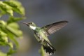 el vuelo del colibri