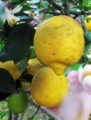 Sern limones