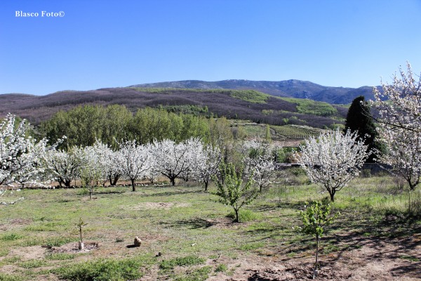 Foto 4/Valle del Jerte