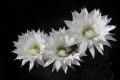 flores de captus