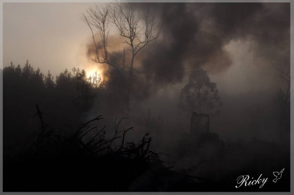 Foto 1/El Bosque luchando contra el Fuego
