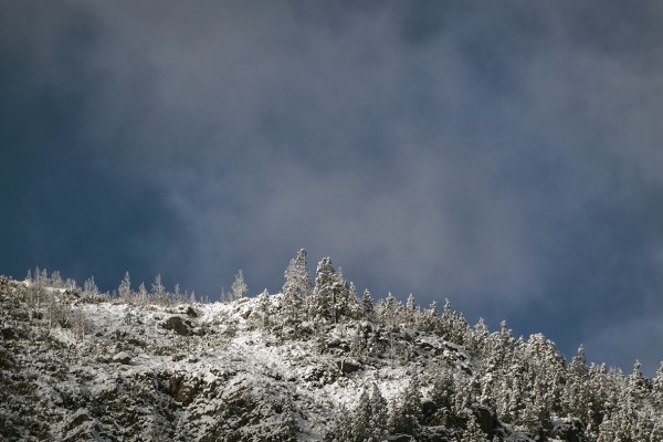 Foto 3/Pinos nevados