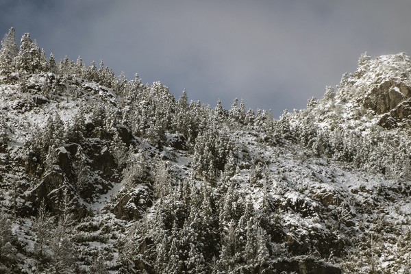 Foto 4/Pinos nevados