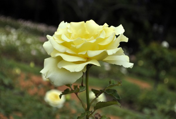 Foto 4/Solo rosas.