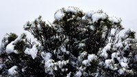 Nieve sobre plantas Patagnicas