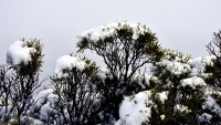 Nieve sobre plantas Patagnicas