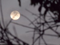 Noche de luna