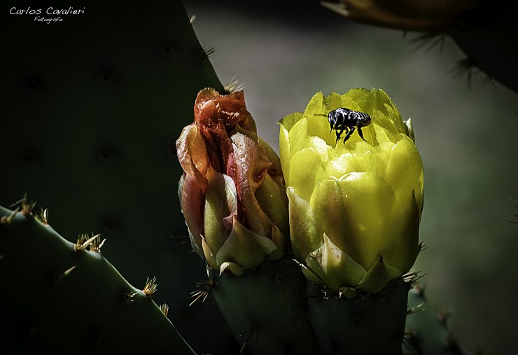 Foto 1/Flores de cactus...