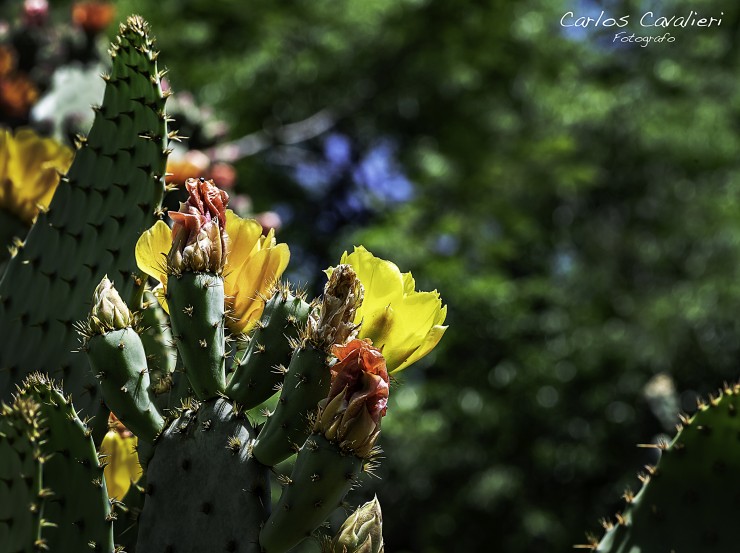 Foto 3/Flores de cactus...