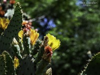Flores de cactus...