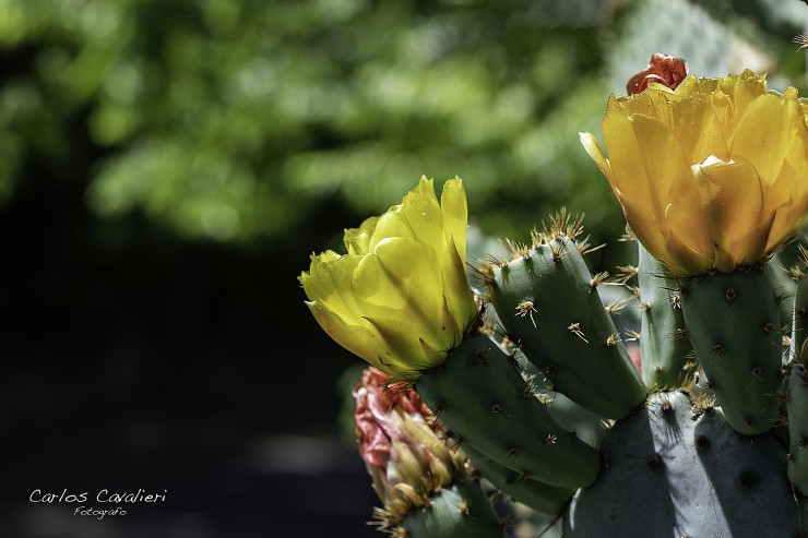 Foto 4/Flores de cactus...