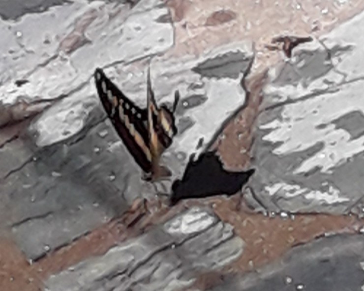 Foto 3/Mariposa gigantes