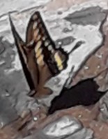 Mariposa gigantes