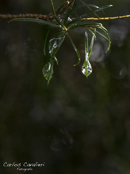 Foto 3/Despus de la lluvia...