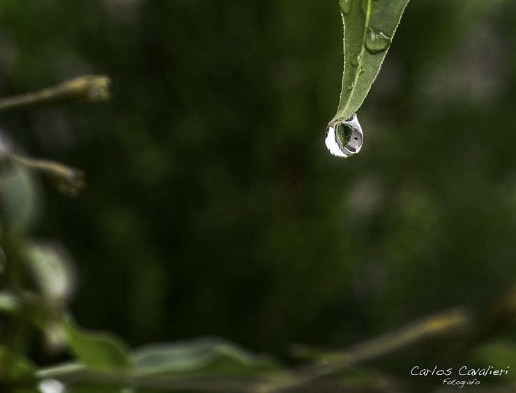 Foto 4/Despus de la lluvia...