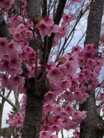Japon epoca de cerezos en flor