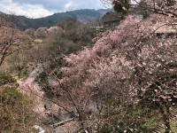Japon epoca de cerezos en flor