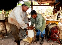 Trabajadores del Casabe: oficio ancestral