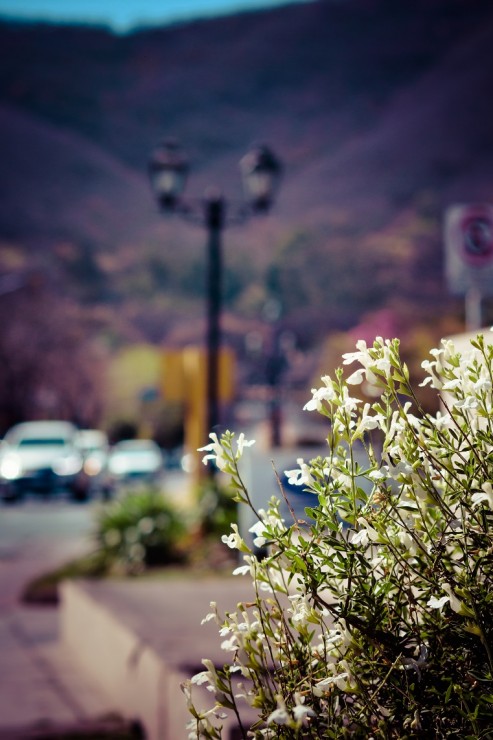 Foto 2/Primavera en Salta...