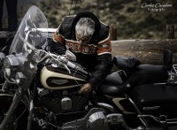 Harley Davidson...