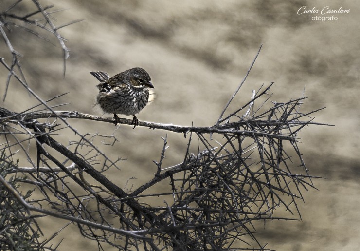 Foto 4/Las aves de nuestra Patagonia...